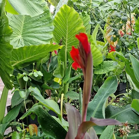 Murko P-3 Διαμέρισμα *