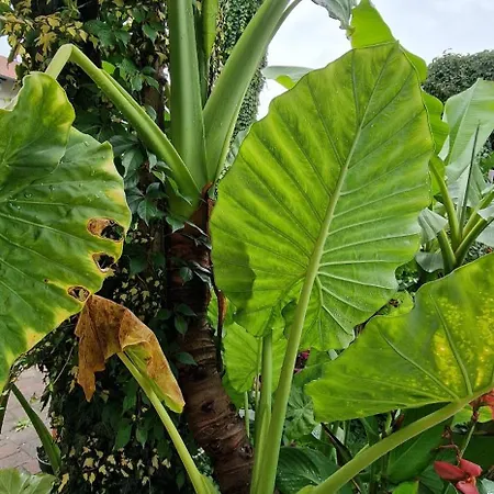 Murko P-3 Διαμέρισμα *