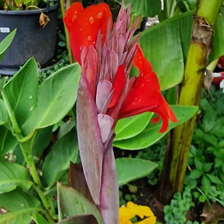 Murko P-3 Διαμέρισμα *