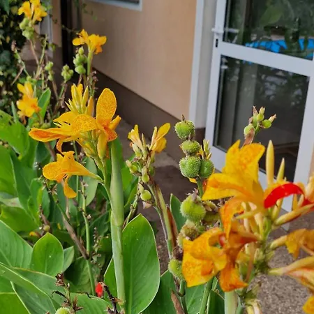 Murko P-3 Διαμέρισμα *