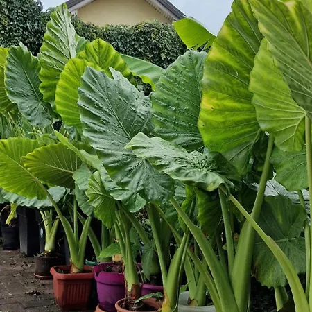 Murko P-3 Apartamento *