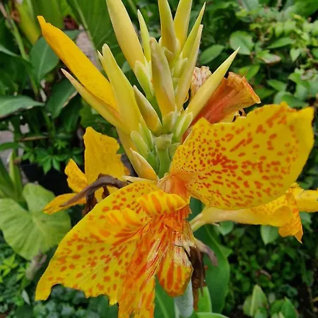 Διαμέρισμα Murko P-3