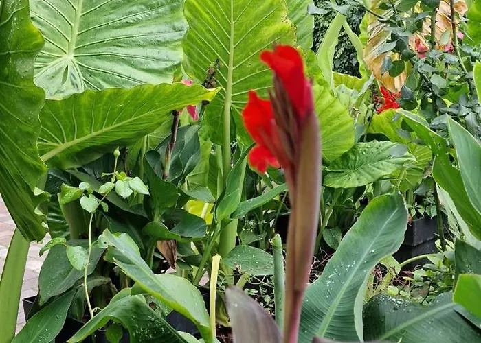 Murko P-3 アパート *